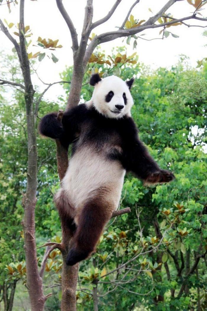 Entre la diversión y la desesperación: así es trabajar con osos panda (VÍDEO)