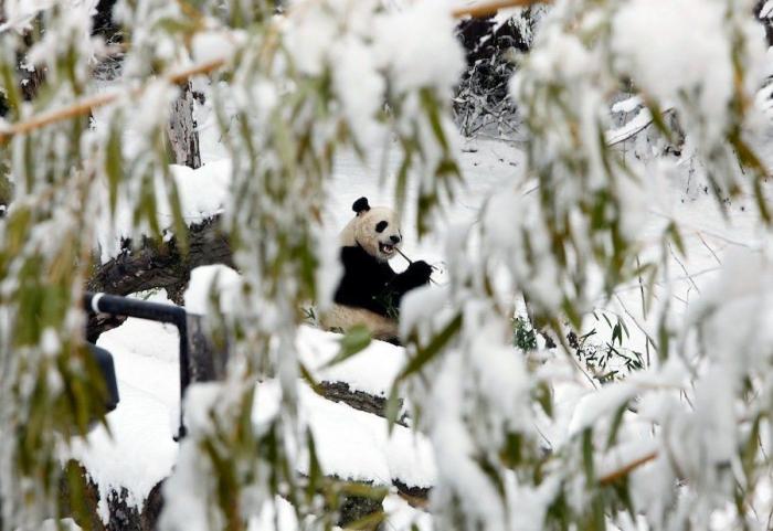Entre la diversión y la desesperación: así es trabajar con osos panda (VÍDEO)