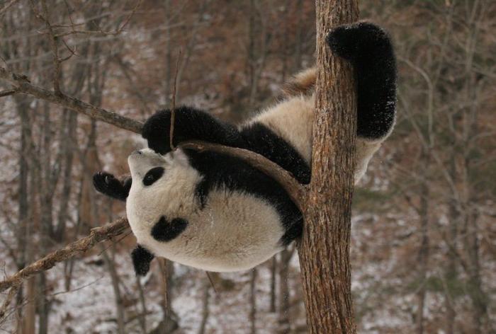 Entre la diversión y la desesperación: así es trabajar con osos panda (VÍDEO)