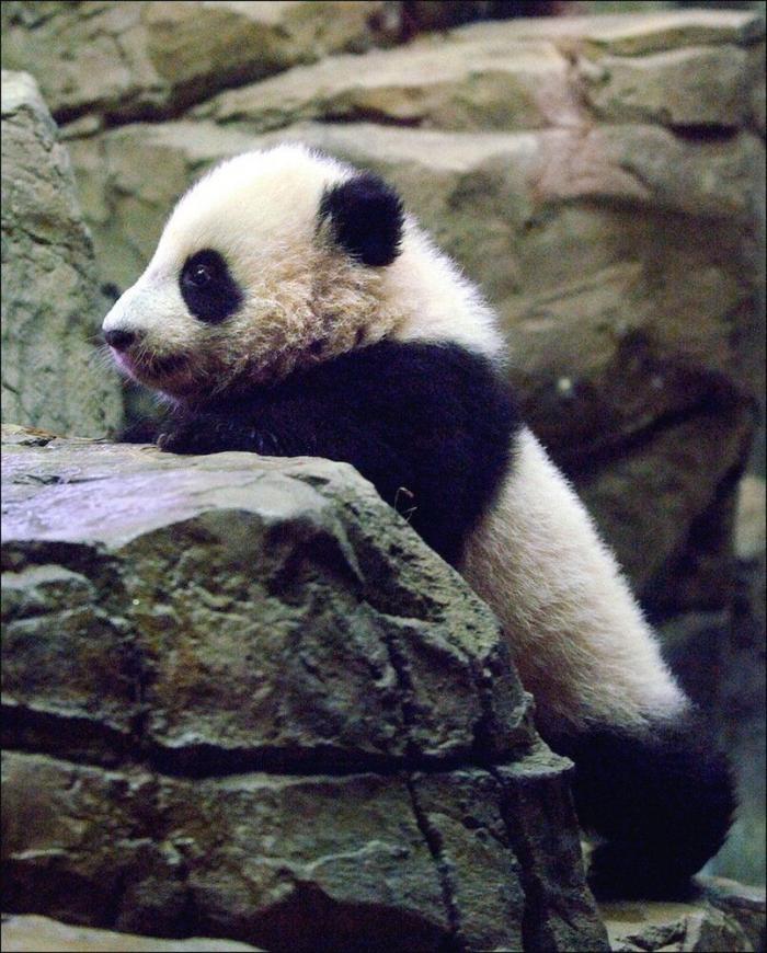 Entre la diversión y la desesperación: así es trabajar con osos panda (VÍDEO)