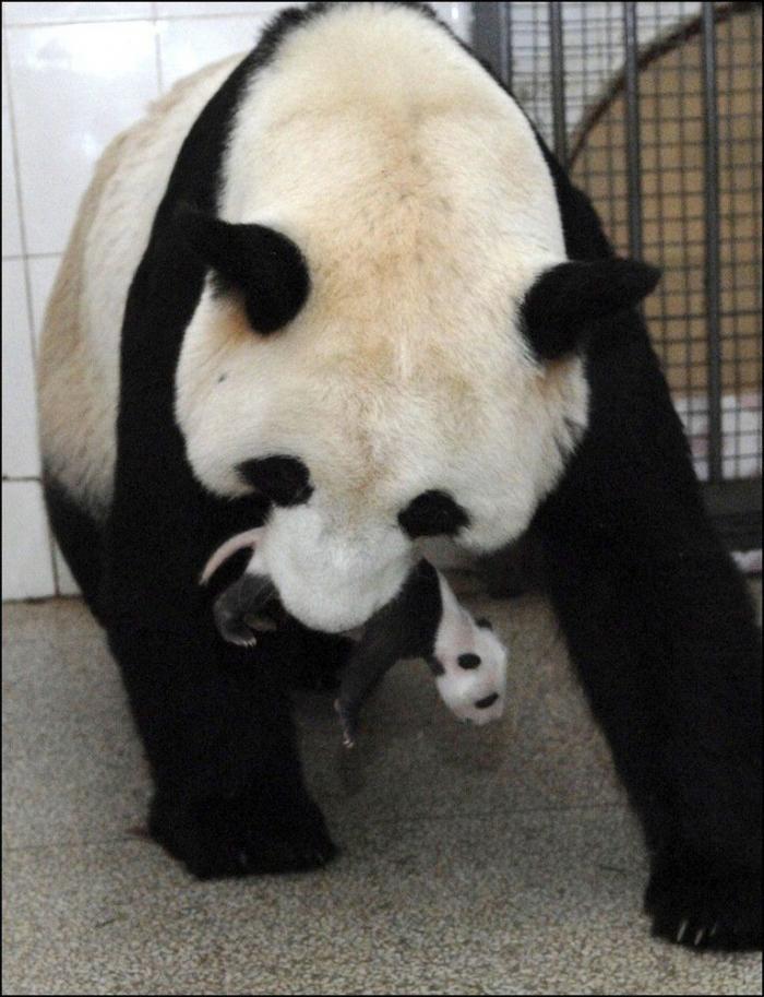 Entre la diversión y la desesperación: así es trabajar con osos panda (VÍDEO)