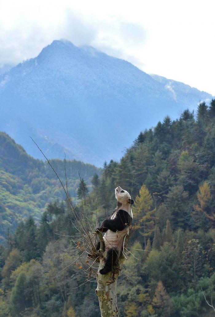 Entre la diversión y la desesperación: así es trabajar con osos panda (VÍDEO)