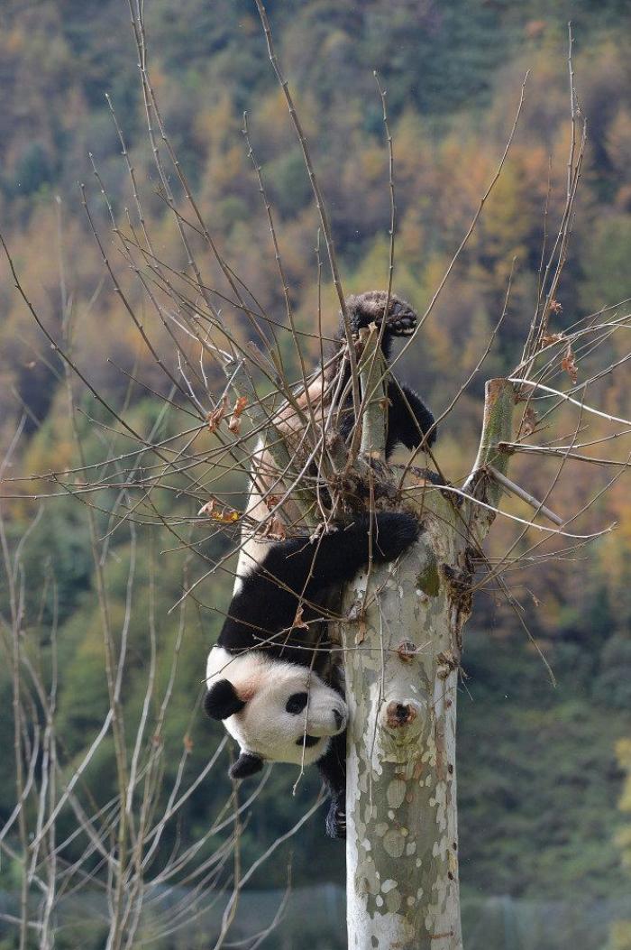 Entre la diversión y la desesperación: así es trabajar con osos panda (VÍDEO)