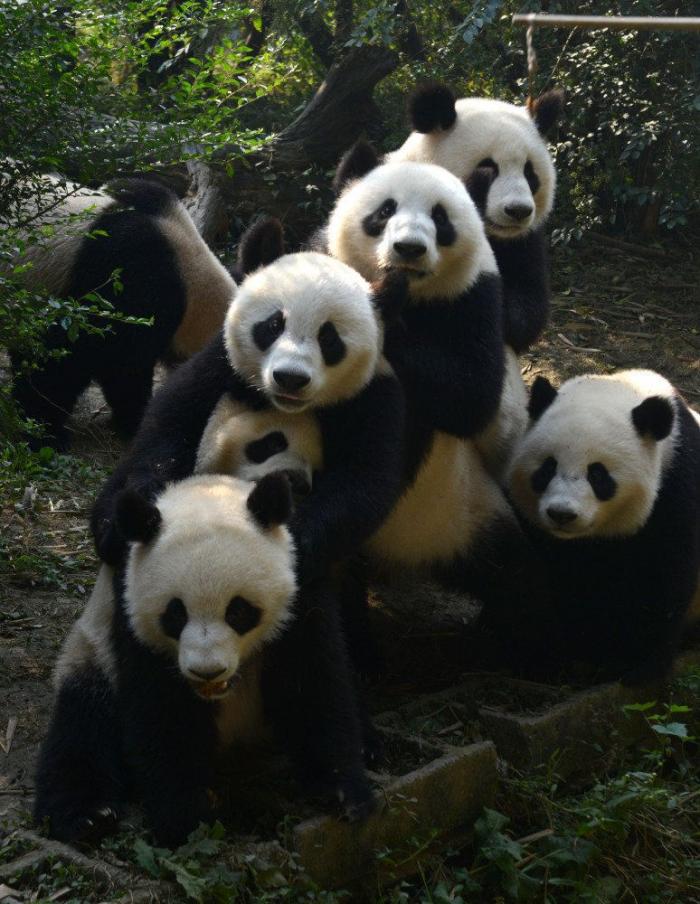 Entre la diversión y la desesperación: así es trabajar con osos panda (VÍDEO)