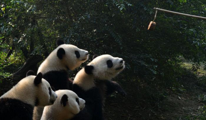 Entre la diversión y la desesperación: así es trabajar con osos panda (VÍDEO)