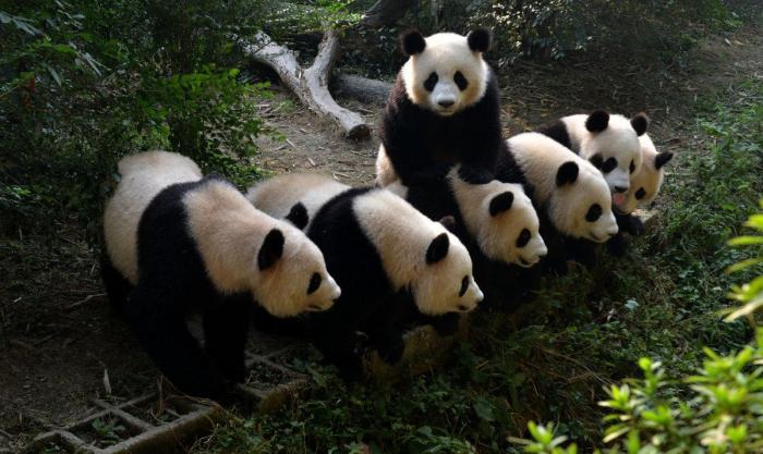 Entre la diversión y la desesperación: así es trabajar con osos panda (VÍDEO)