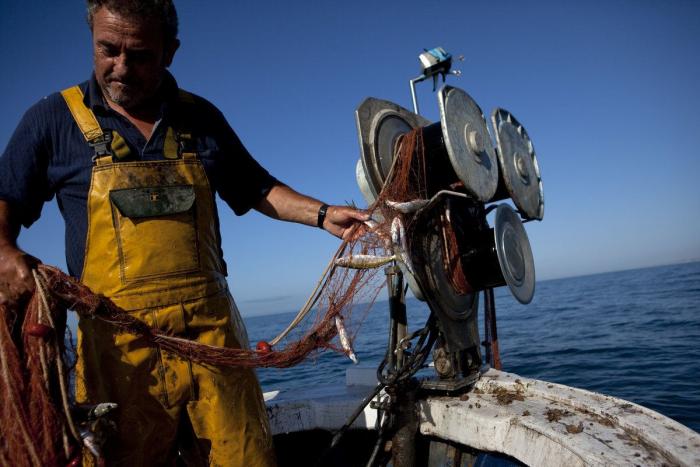 Anisakis: qué es, cómo afecta a la salud y en qué pescados anida el parásito