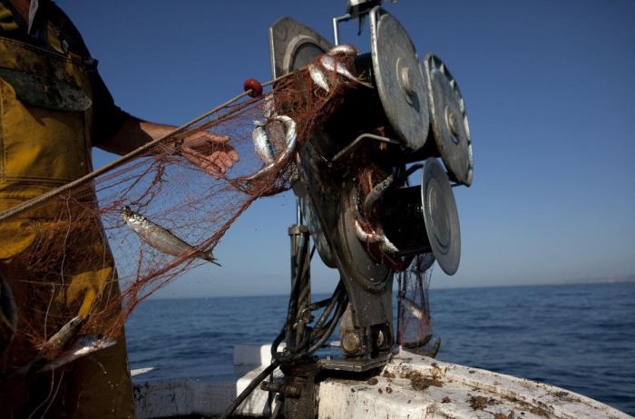 Anisakis: qué es, cómo afecta a la salud y en qué pescados anida el parásito