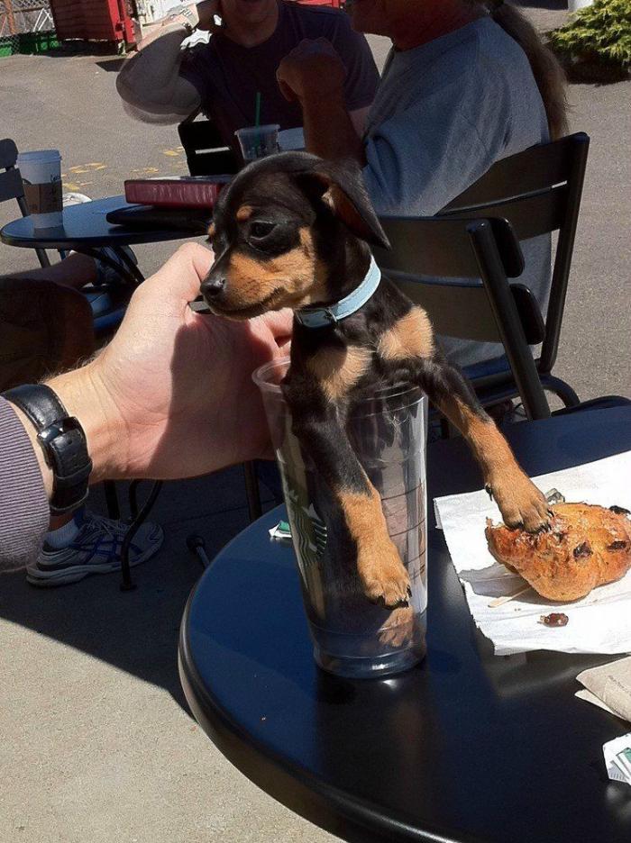 25 bichinos metidos en tazas (FOTOS)
