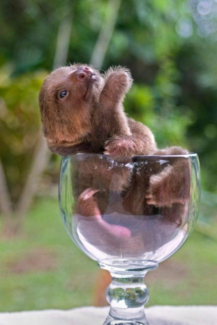 25 bichinos metidos en tazas (FOTOS)