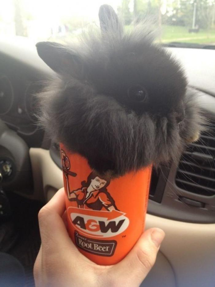 25 bichinos metidos en tazas (FOTOS)