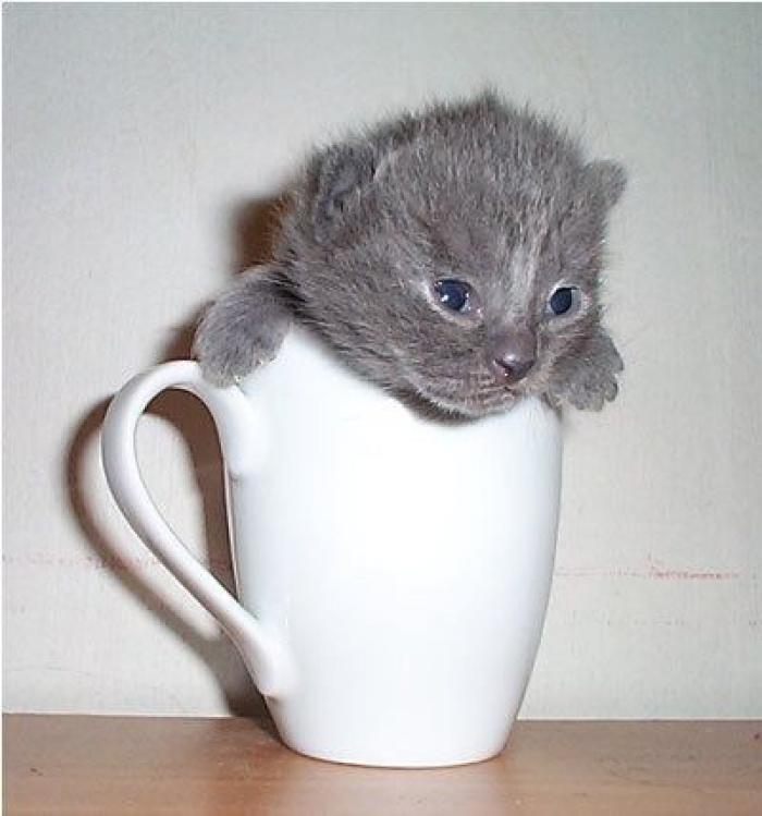 25 bichinos metidos en tazas (FOTOS)