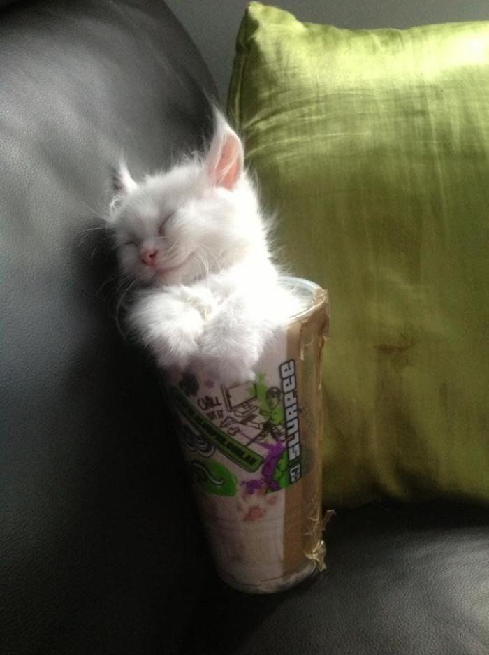 25 bichinos metidos en tazas (FOTOS)