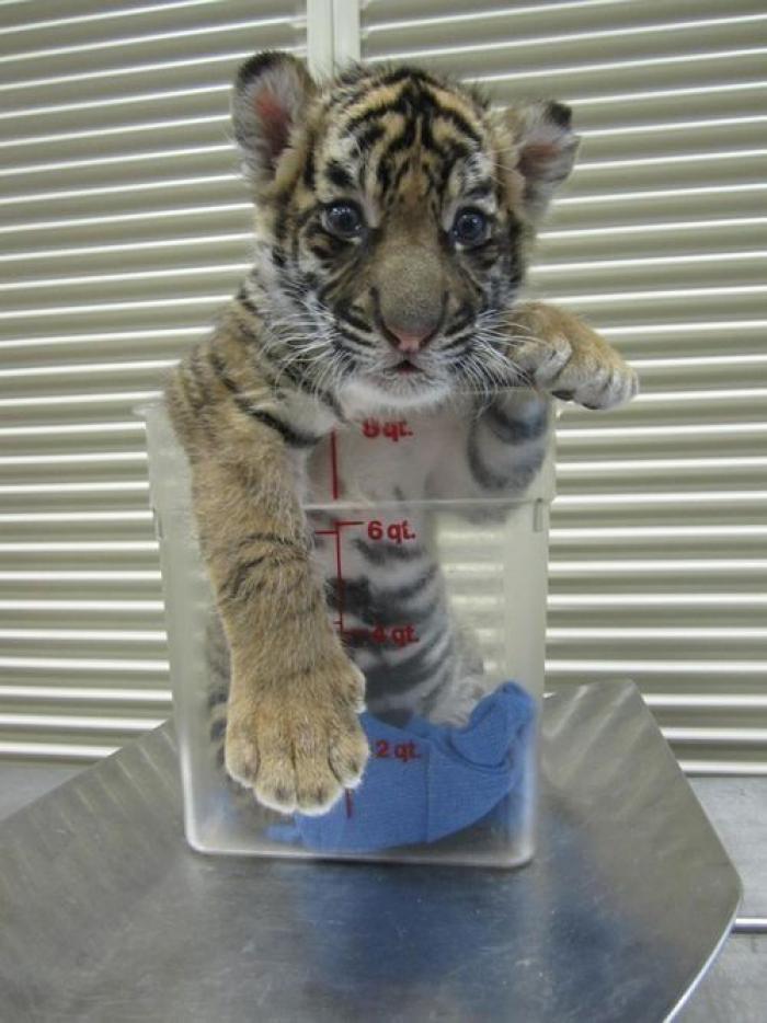 25 bichinos metidos en tazas (FOTOS)