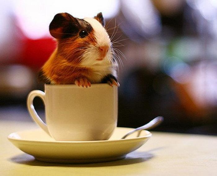 25 bichinos metidos en tazas (FOTOS)