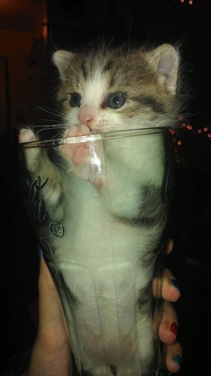 25 bichinos metidos en tazas (FOTOS)