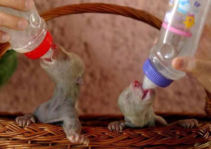 Wheelz, el conejito que da una lección de superación (VÍDEO)