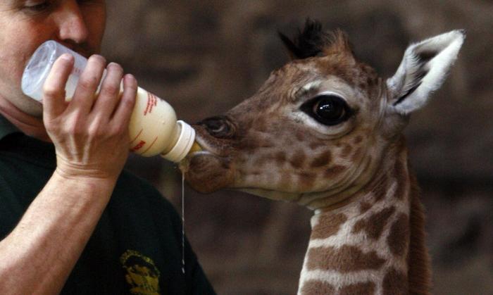 Wheelz, el conejito que da una lección de superación (VÍDEO)