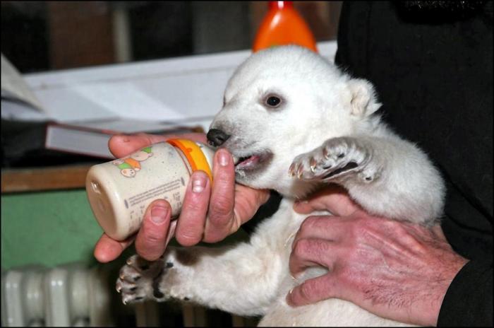 Wheelz, el conejito que da una lección de superación (VÍDEO)