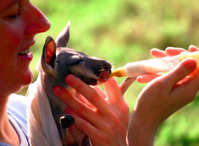 Wheelz, el conejito que da una lección de superación (VÍDEO)