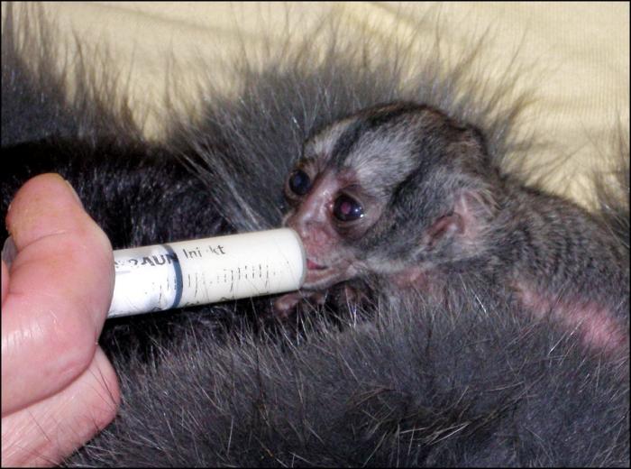 Wheelz, el conejito que da una lección de superación (VÍDEO)