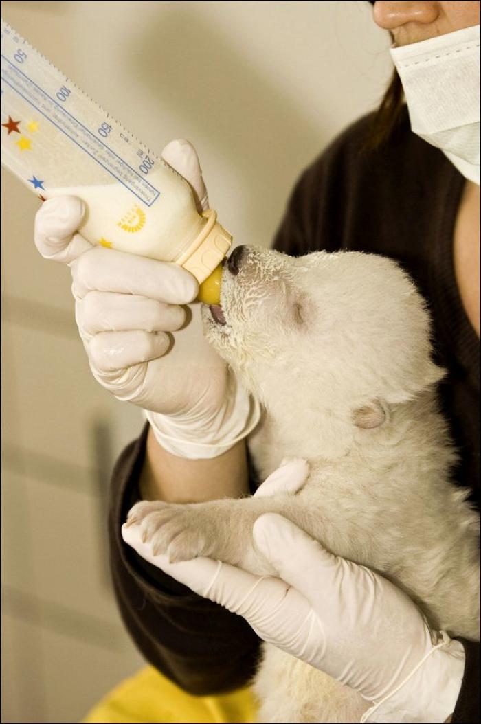 Wheelz, el conejito que da una lección de superación (VÍDEO)