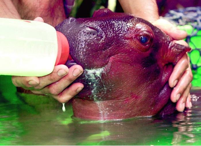 Wheelz, el conejito que da una lección de superación (VÍDEO)