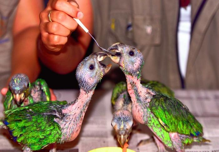 Wheelz, el conejito que da una lección de superación (VÍDEO)