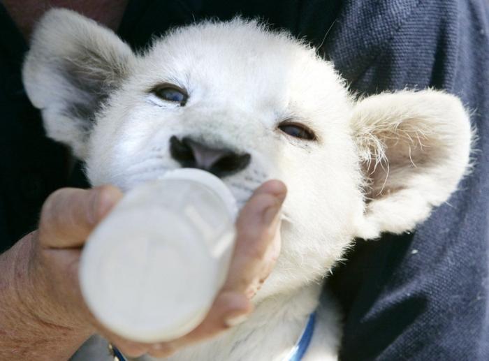 Wheelz, el conejito que da una lección de superación (VÍDEO)