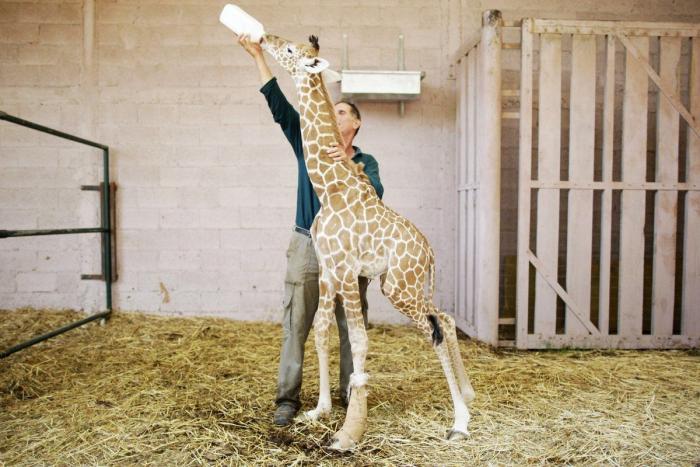 Wheelz, el conejito que da una lección de superación (VÍDEO)