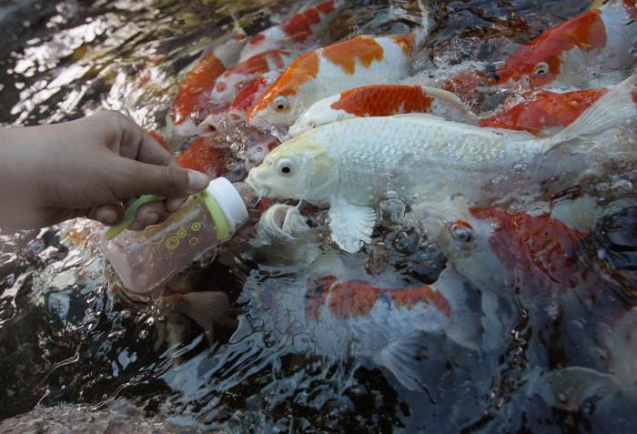 Wheelz, el conejito que da una lección de superación (VÍDEO)