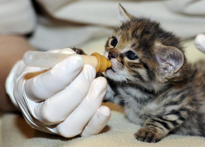 Wheelz, el conejito que da una lección de superación (VÍDEO)