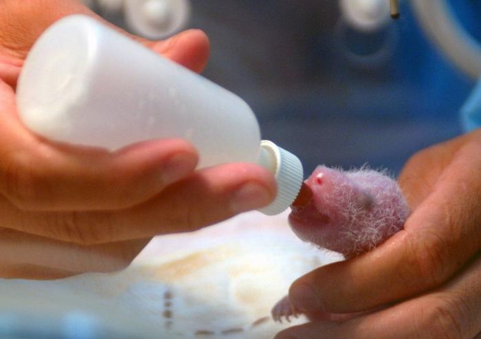 Wheelz, el conejito que da una lección de superación (VÍDEO)