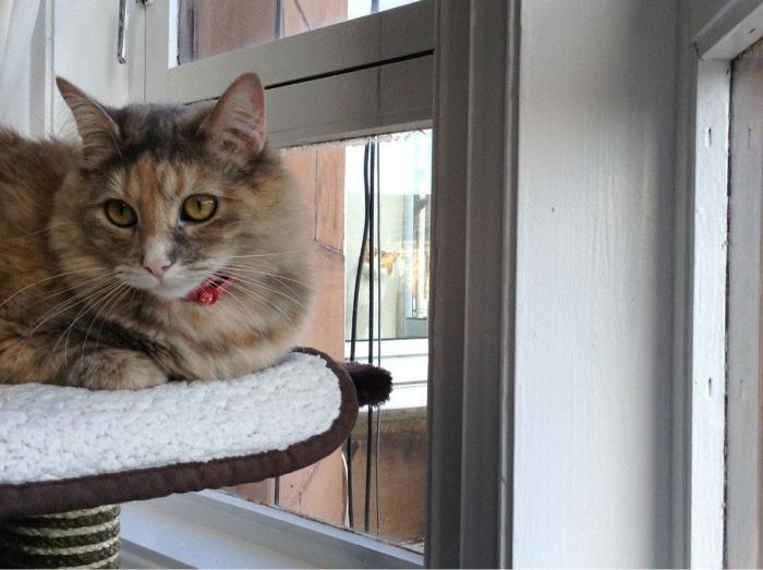 Hamilton, el gato que todos los hipsters querrían tener (FOTOS)