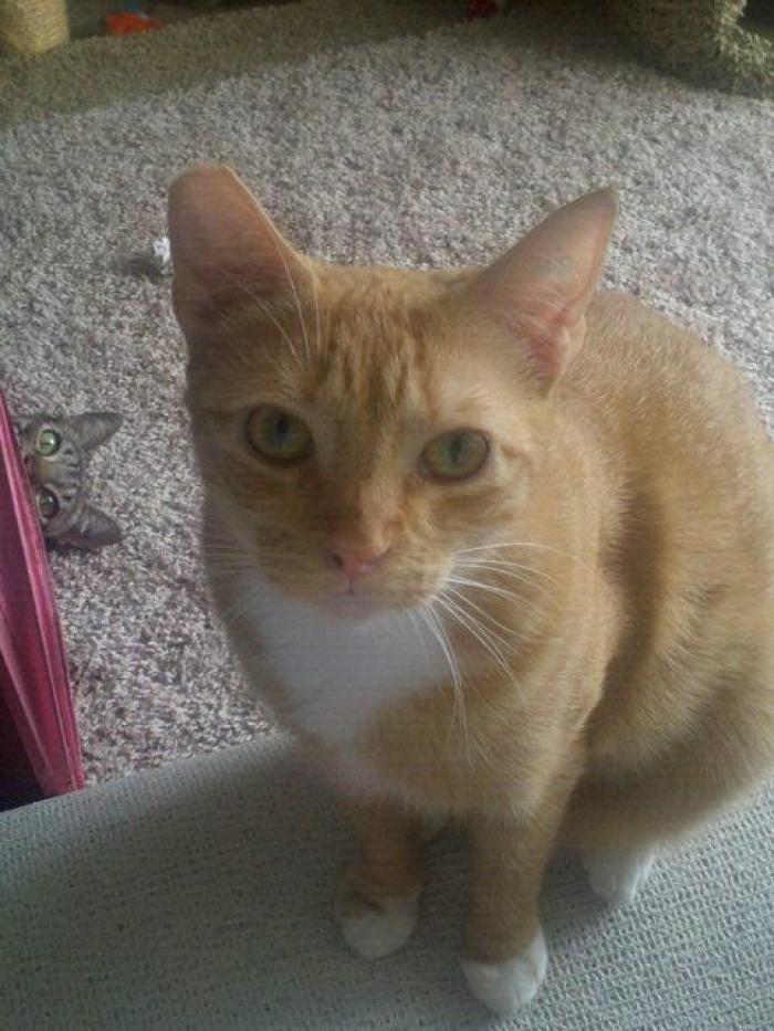 Hamilton, el gato que todos los hipsters querrían tener (FOTOS)