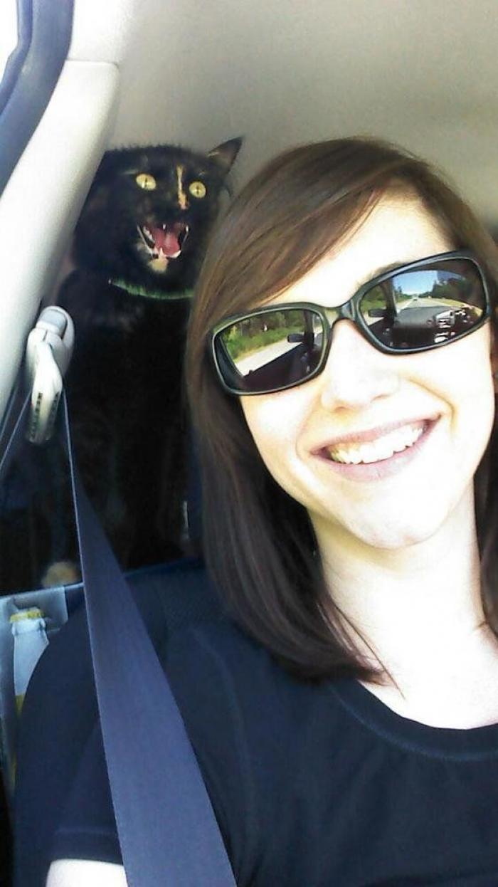 Hamilton, el gato que todos los hipsters querrían tener (FOTOS)