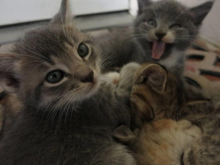 Hamilton, el gato que todos los hipsters querrían tener (FOTOS)