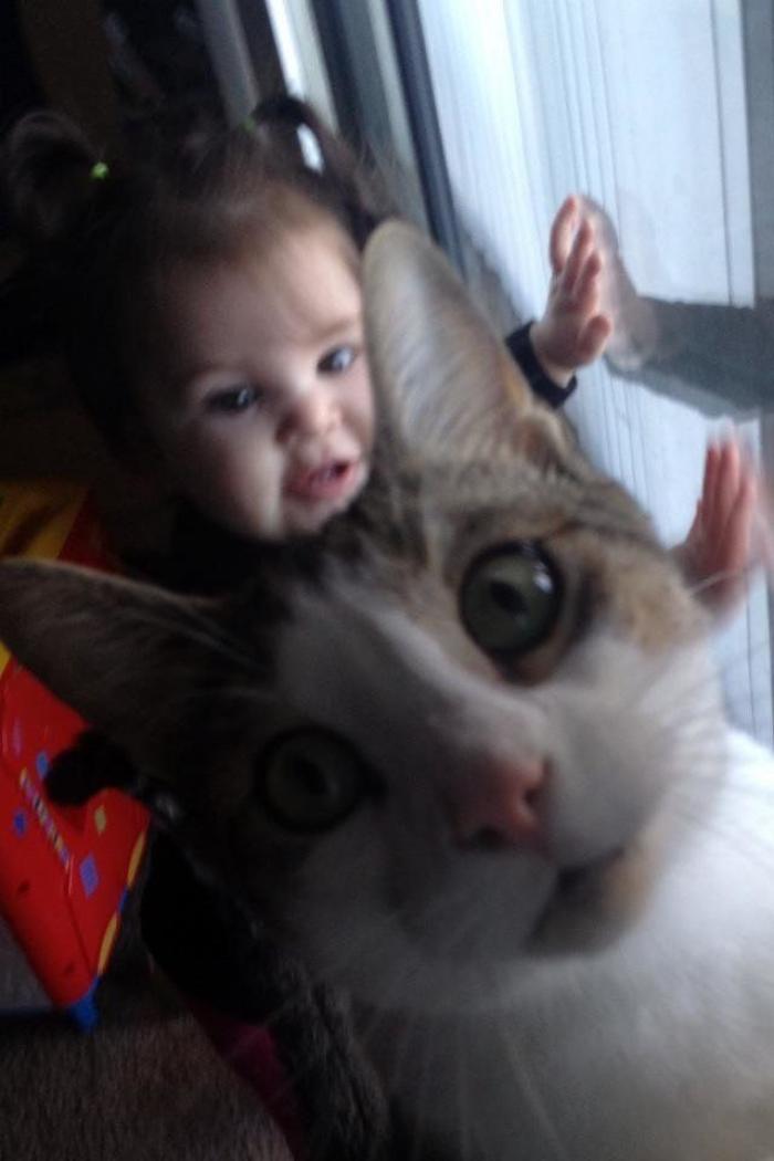 Hamilton, el gato que todos los hipsters querrían tener (FOTOS)