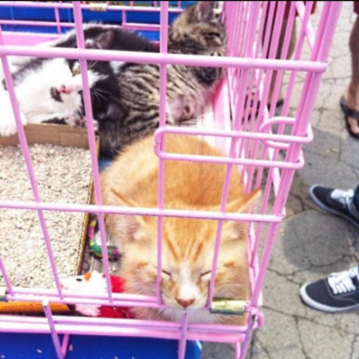 Hamilton, el gato que todos los hipsters querrían tener (FOTOS)