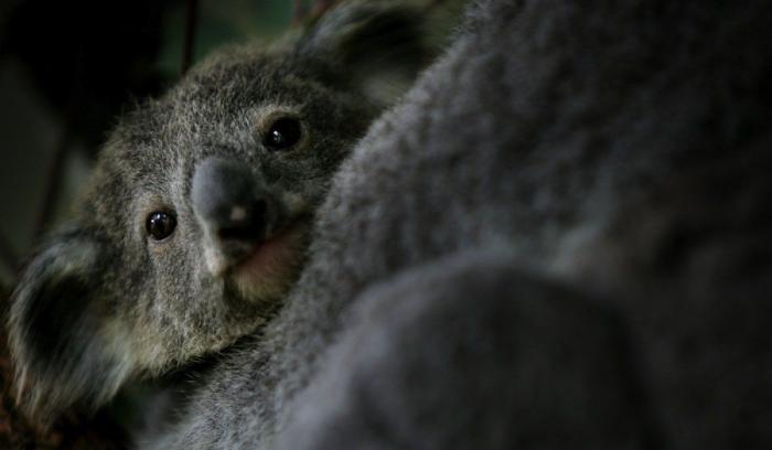 Primark responde a una clienta desconcertada por el peluche que encontró en una tienda