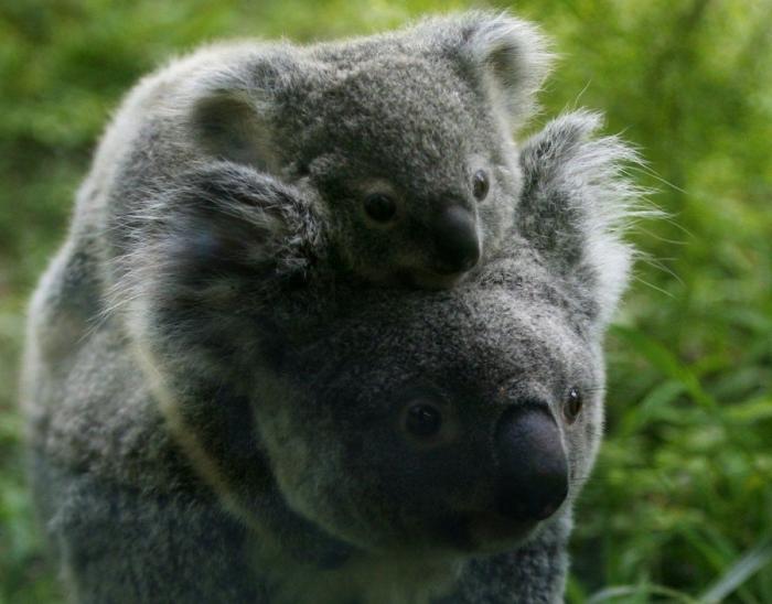 Primark responde a una clienta desconcertada por el peluche que encontró en una tienda