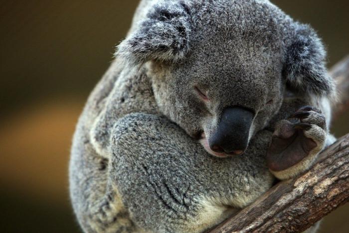 Primark responde a una clienta desconcertada por el peluche que encontró en una tienda