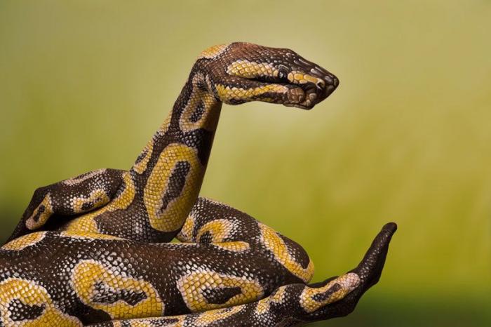 El arte de Claudia Sahuquillo para convertir la piel en lienzo