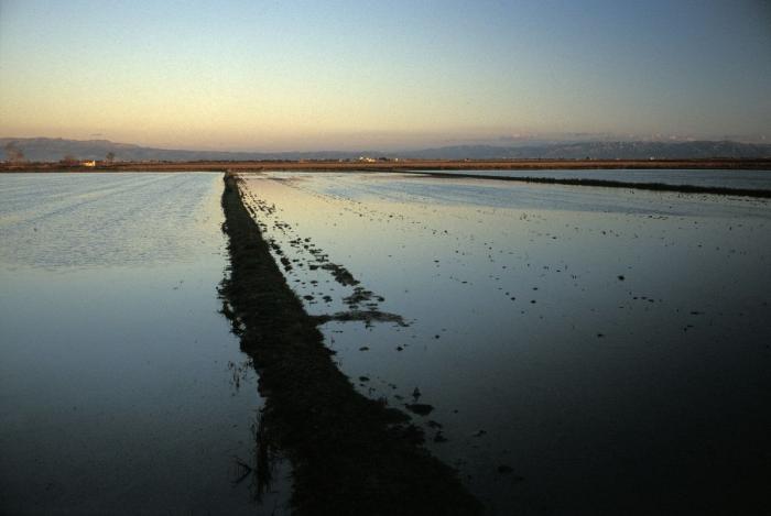 El Ebro 'supura' tóxicos para limpiar una herida centenaria