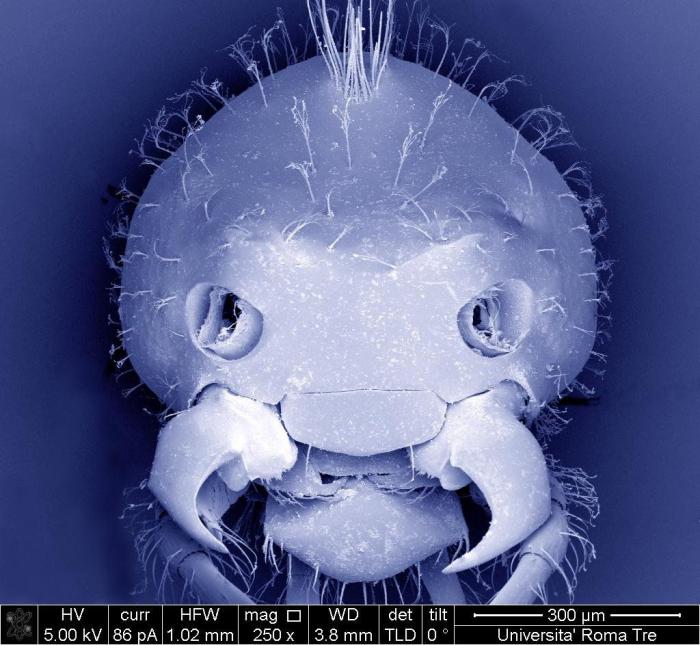 Al microscopio: insectos y otras 'maravillas' (FOTOS)