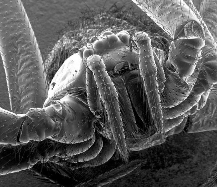 Al microscopio: insectos y otras 'maravillas' (FOTOS)
