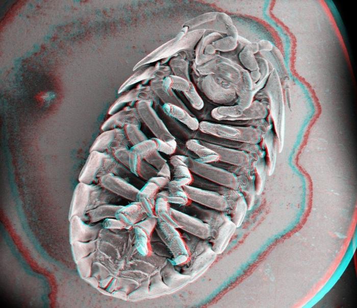 Al microscopio: insectos y otras 'maravillas' (FOTOS)