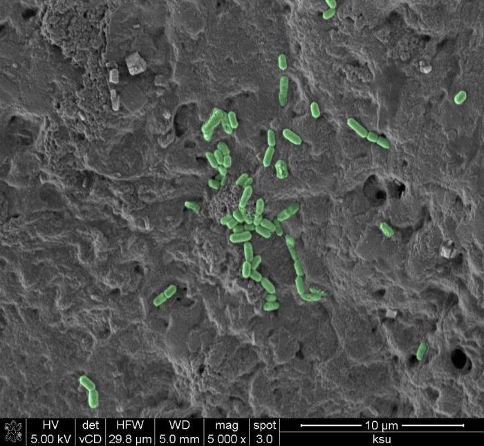 Al microscopio: insectos y otras 'maravillas' (FOTOS)