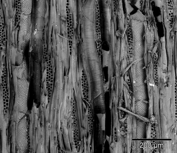 Al microscopio: insectos y otras 'maravillas' (FOTOS)