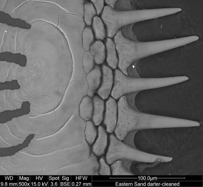 Al microscopio: insectos y otras 'maravillas' (FOTOS)
